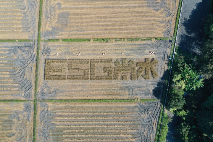 「永續耕作」稻田契作