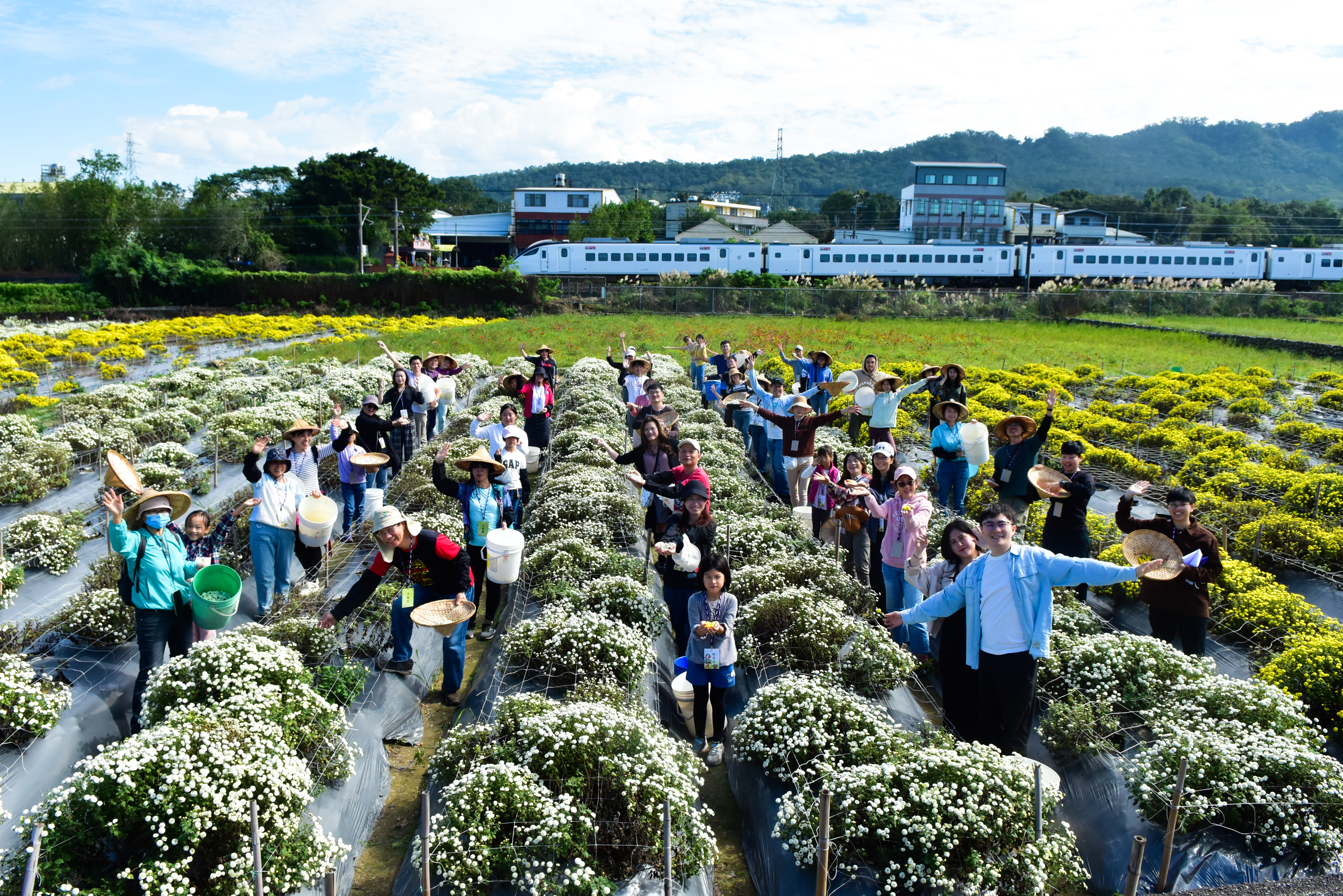 2024《DOC志工小旅行 No.5》手摘杭菊協力採收　踏訪銅鑼農創人文