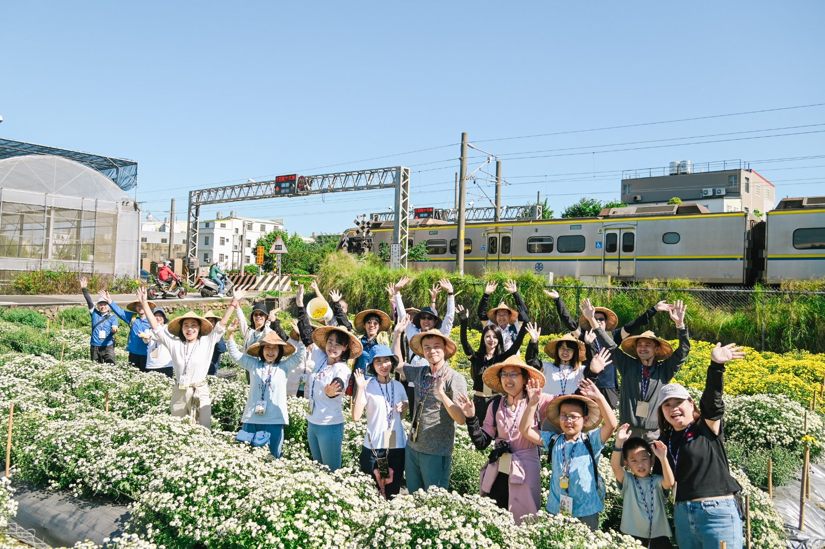 2025《 DOC 志工小旅行 No.4 》 田間彎腰手摘杭菊　漫步尋訪銅鑼人文